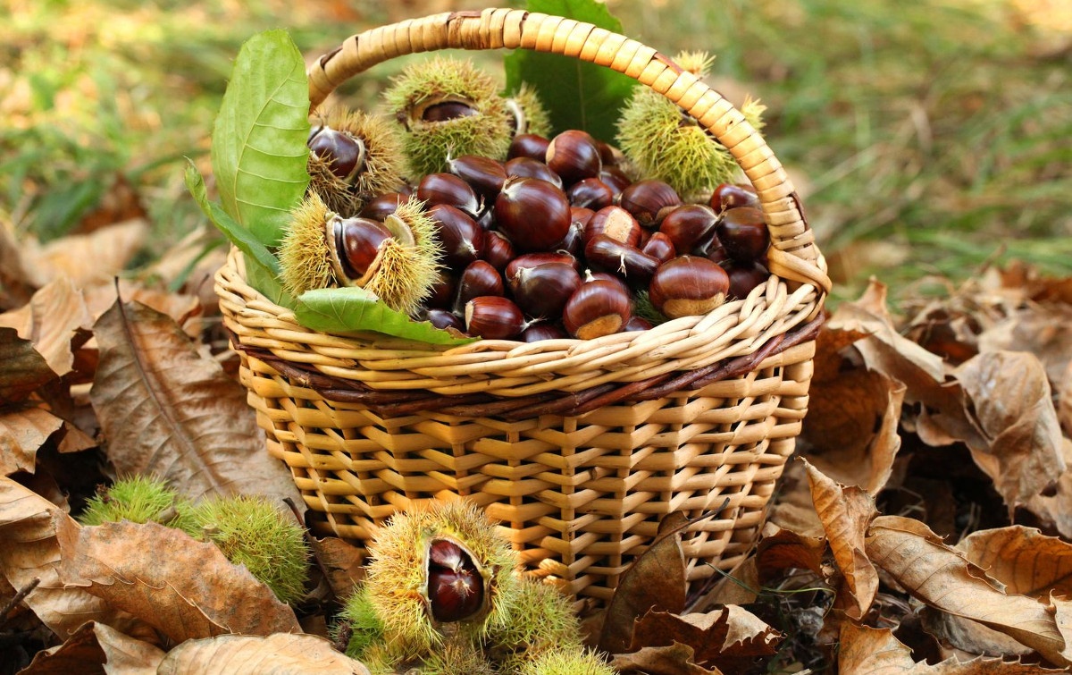 Around The Woods Harvesting Chestnuts